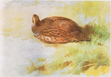 Common Partridge